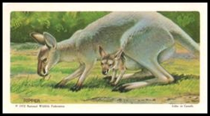 72BBATY 2 Red Kangaroo